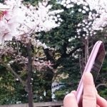 桜を撮影する際に綺麗な方法は？鮮やかに撮るコツも心掛けるなら