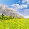 掛川のシオーネに咲く菜の花の特徴は？見どころや場所情報も紹介！