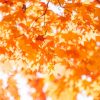 法多山の紅葉まつりを楽しむなら、もみじ祭りのイベントや紅葉の見頃も合わせてチェック！