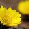 1月1日の誕生花７種類の花言葉と別名を紹介！見方も変わりますよ！