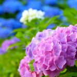 本勝寺のあじさい（掛川）の見頃や特徴・オススメ情報などを事前チェック！