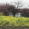 御前崎で河津桜が見れる公園５ヶ所！特徴・オススメポイントや場所情報も合わせて紹介