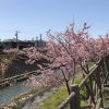 掛川で河津桜が見れる場所６選！特徴やオススメポイント・場所情報（見頃時期）も合わせて紹介！