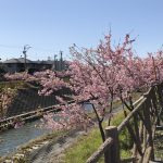 掛川で河津桜が見れる場所６選！特徴やオススメポイント・場所情報（見頃時期）も合わせて紹介！